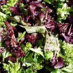 Local Organic Spring Mix